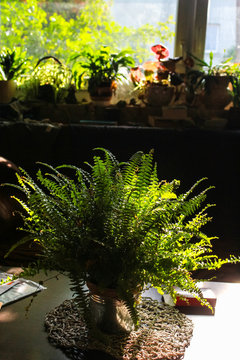 House plant, fern in the flowerpot in the room with sunlight and shadow
