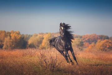 Fotobehang Black Arabian horse runs forward on the trees and sky background in autumn © ashva