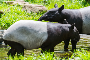Fototapeta premium Close up Malayan tapir.