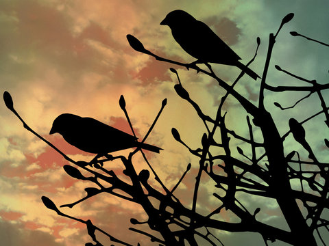Birds in a bush at sunset in silhouette