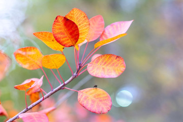 Fototapeta na wymiar Autumn leaves brown, red and yellow igra