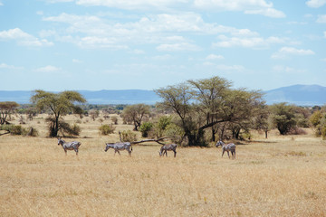 Fototapeta na wymiar Serengeti Zebras