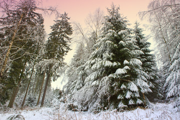 Snowy fir trees in winter.