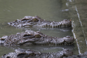 close up of a head crocodile