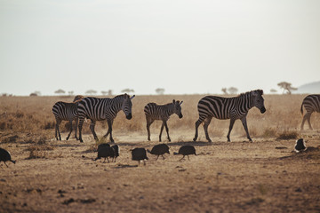 Fototapeta na wymiar Serengeti Migration