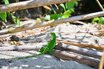 Juvenile green iguana chilling 