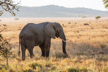 Naklejka na ściany i meble Elephant in Serengeti