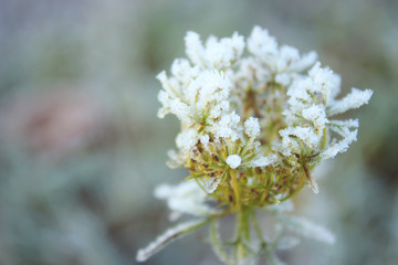 Winter morning texture. Close up frozen plant. Minimalism effect