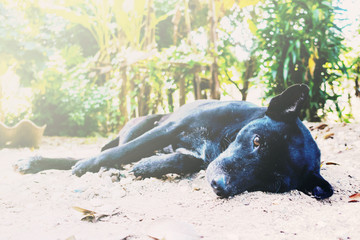 Fototapeta premium thai black dog lying on the floor