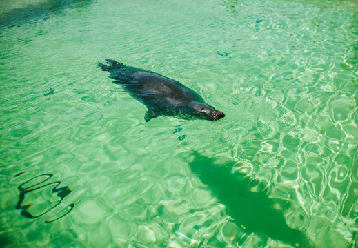 Fur seal floats in water