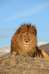 Fototapeta na wymiar straight on view of lion