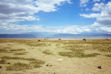 Fototapeta na wymiar Ngorongoro Crater Serengeti Tanzania