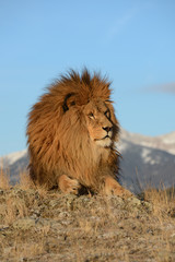 Obraz na płótnie Canvas close up lion head side view