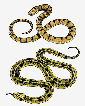 Viper snake. serpent cobra and python, anaconda or viper, royal. engraved hand drawn in old sketch, vintage style for sticker and tattoo. ophidian and asp.