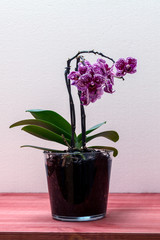 phalaenopsis orchid