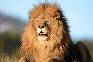 close up with (mane full) lion