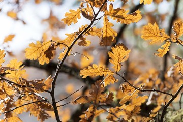 yule log christmas eve tree with orange leaves