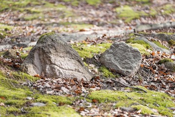 wood forest stone rock