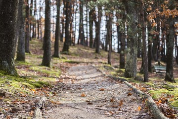 Fototapeta premium wood forest walking path