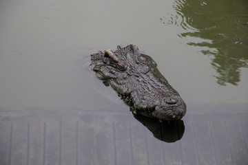 close up of a head crocodile