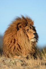 Fototapeta na wymiar Different close up view of a lion head 