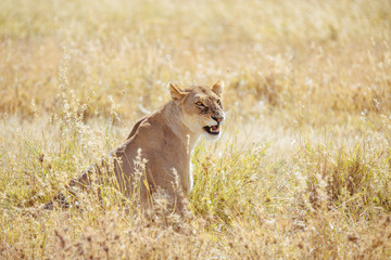 Female Lion in Serengeti Close-up