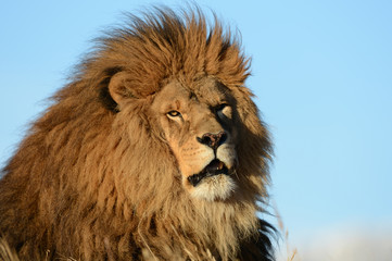 Naklejka na ściany i meble Different close up view of a lion head 
