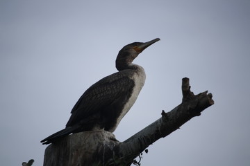 Cormoran huppé © carolle