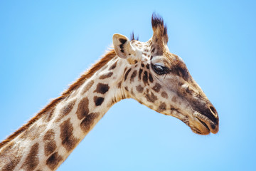 Giraffe in Serengeti Close-up