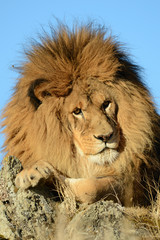 Obraz na płótnie Canvas Different close up view of a lion head 