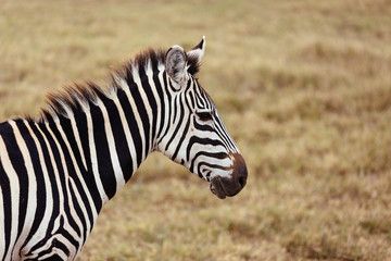 Fototapeta na wymiar Zebra in Serengeti Close-up
