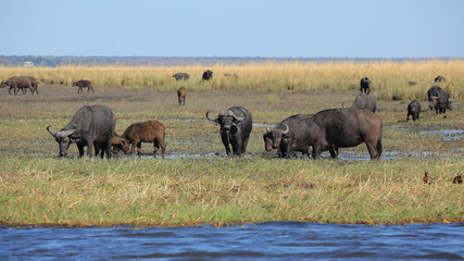 Fototapeta na wymiar Búfalo en el Río Cuando, Parque Nacional de Chobe, Botswana