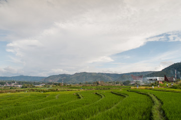 Fototapeta na wymiar rice fields
