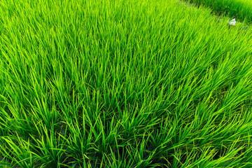 Paddy field with sunrise in Sungai Besar