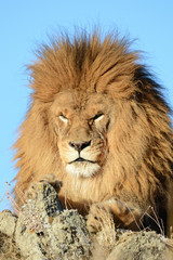 Naklejka na ściany i meble Different close up view of a lion head 