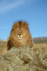 Obraz na płótnie Canvas Close up of lion on rocks 