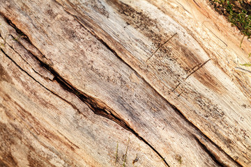 The bark of the old tree. Background