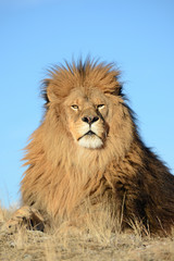 Naklejka na ściany i meble midway close up of lion head