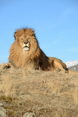 lion laying down with blue background