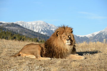 lion laying down  with great view