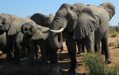 Elefantes en el Parque Nacional Kruger en Sudáfrica