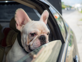 French bulldog animal is looking out from car window.