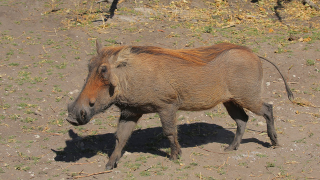 Jabal&iacute; en el Parque Nacional Chobe, Botswana