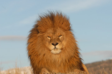 Fototapeta na wymiar Sun lit lion face