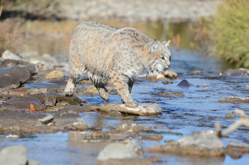 close up of bobcat in water