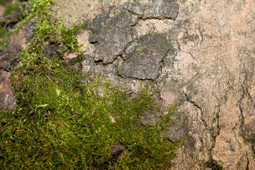 The bark of the old tree. Background