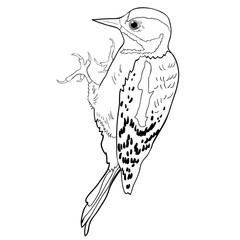 coloring great spotted woodpecker young.  illustration