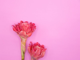 Torch Ginger Flower on Pink Background