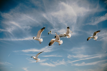 Seagulls in the sky close-up