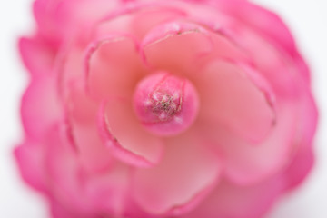 Macro Shot of Pink Ginger Flower